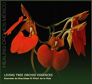 Living Tree Orchid Essences distributor in Mexico