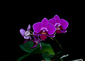 click for larger view of Compassionate Heart orchid essence