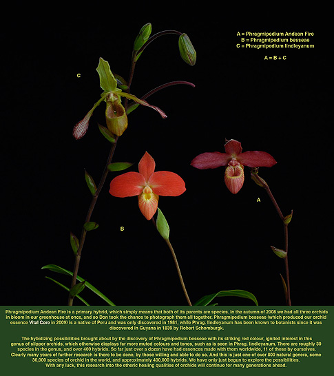 andean fire orchid essence