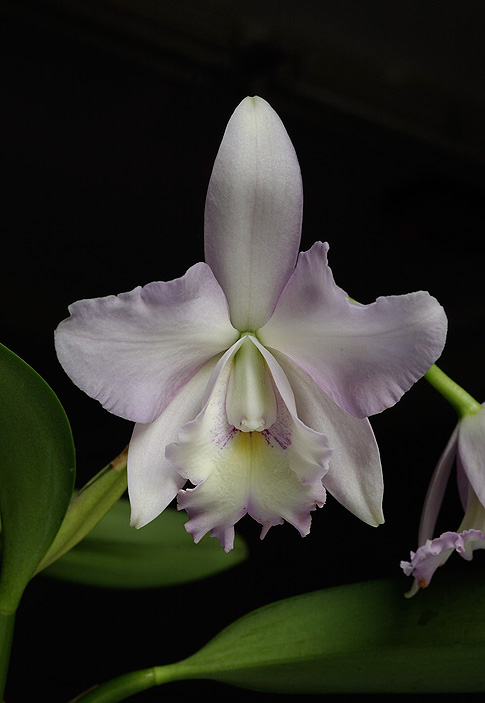 angelic canopy orchid essence