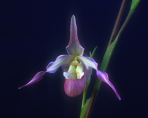 being in time orchid essence