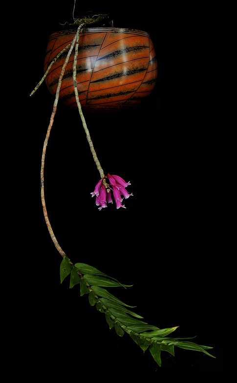 celestial siren orchid essence