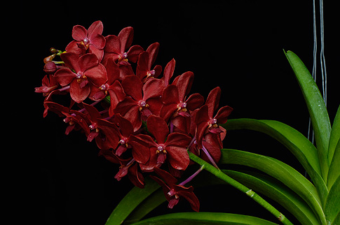 healing the higher heart orchid essence