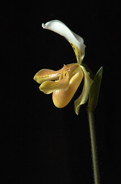 liberation deception orchid