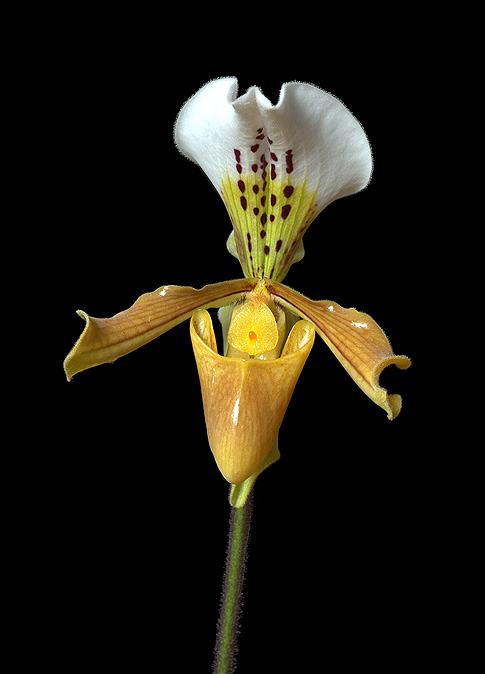 winged messenger orchid