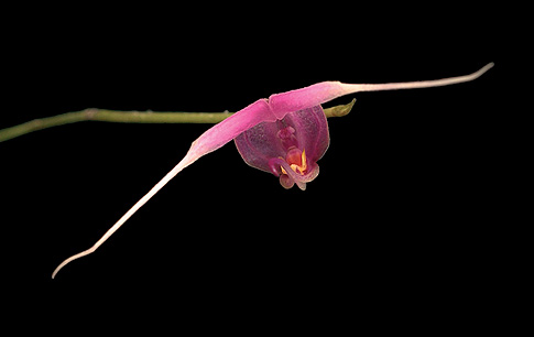 life direction (lanata) orchid