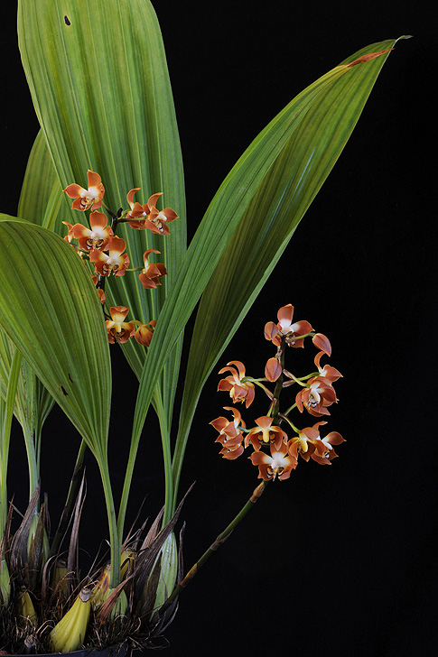 loves secret orchid essence