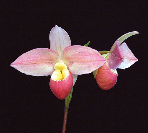messenger of the heart orchid