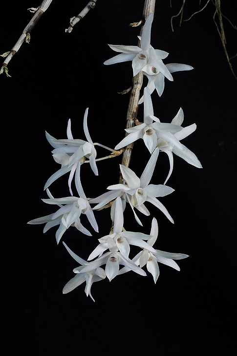 purity of soul orchid