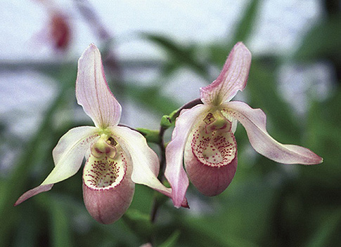 renewing life orchid