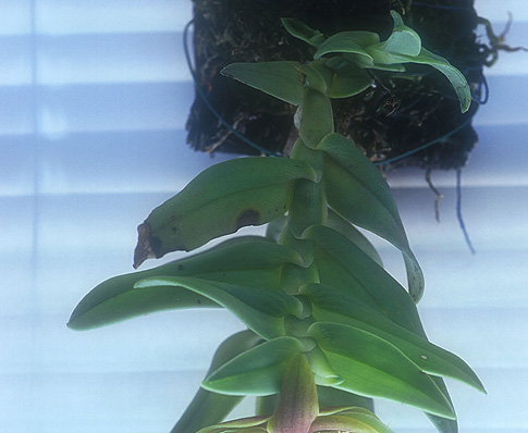 thoracic alignment orchid