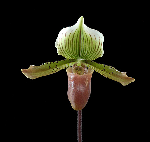 totem orchid essence