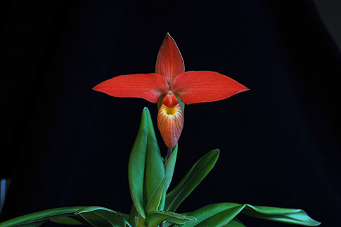 vital core orchid