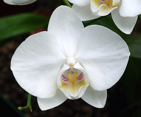white beauty orchid