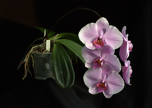 wisdom of compassion orchid